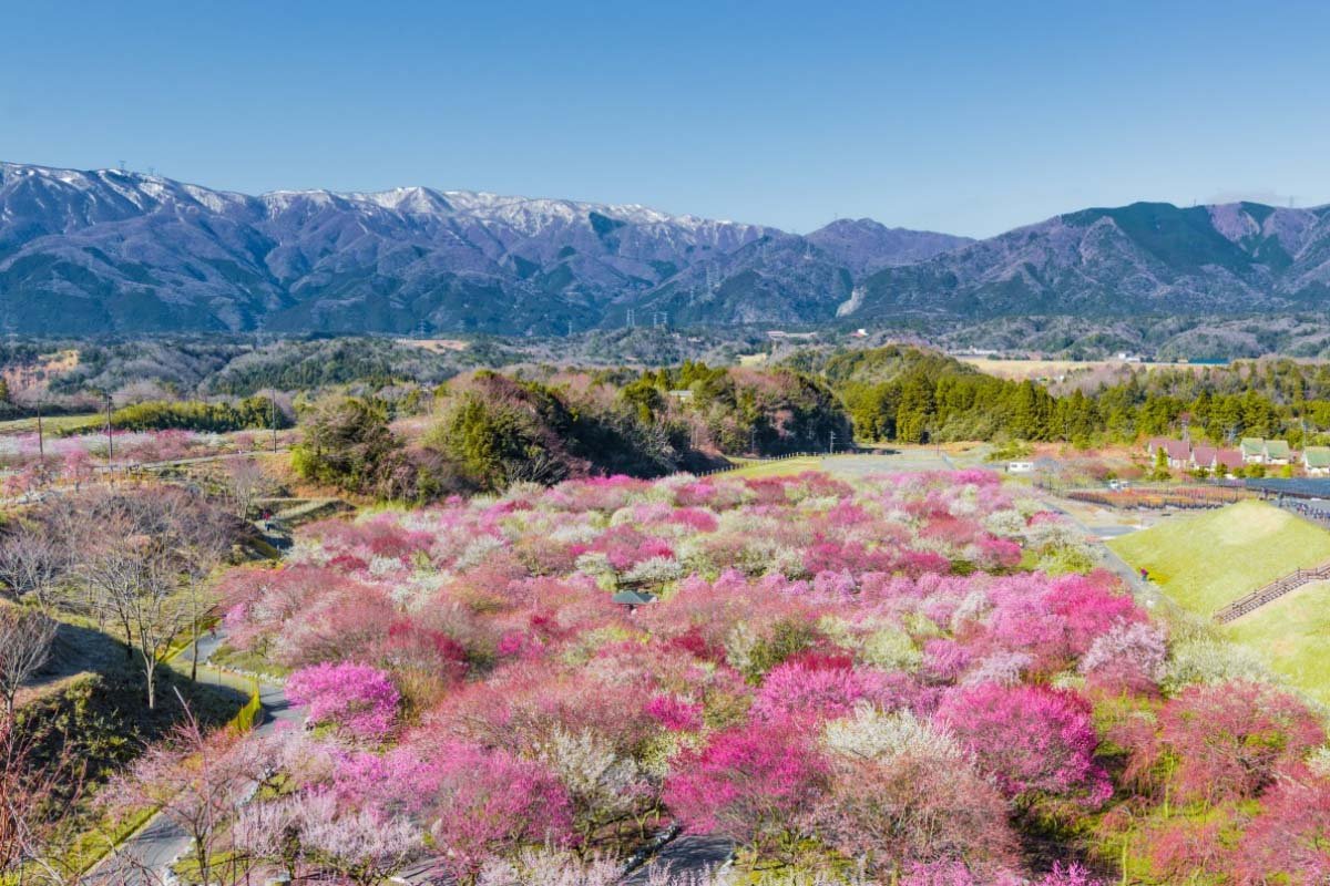 🌸 이나베시 농업공원 이미지 8